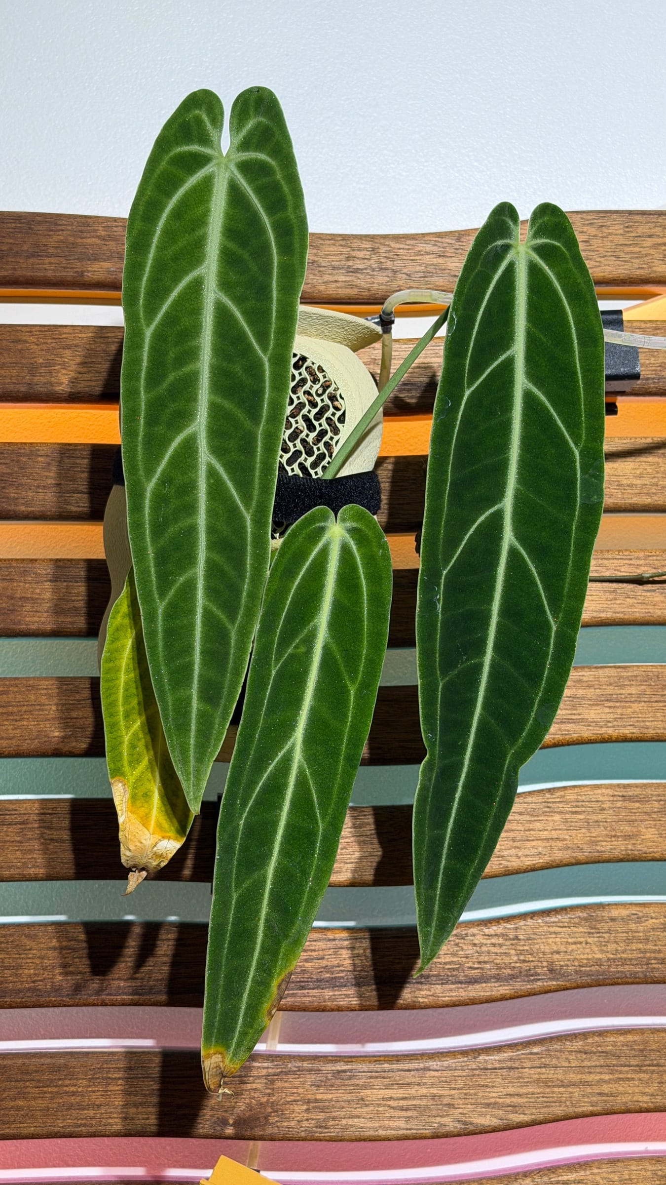 Anthurium Warocqueanum
